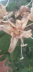Hymenaea