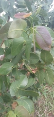 Hymenaea