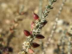 Reaumuria songarica