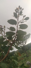 Hymenaea