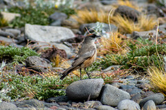 Muscisaxicola capistratus