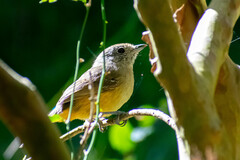 Thamnophilus caerulescens