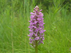 Dactylorhiza majalis baltica