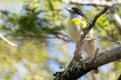 Pachyramphus viridis