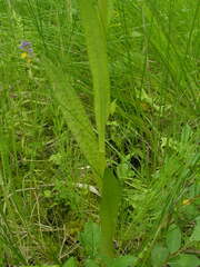 Dactylorhiza majalis baltica