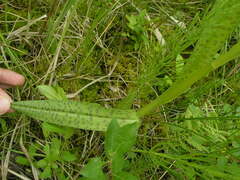 Dactylorhiza majalis baltica