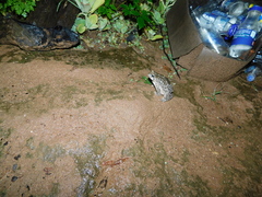 Incilius occidentalis
