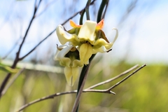 Araujia angustifolia