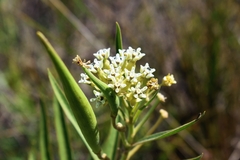 Asclepias mellodora