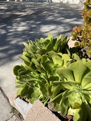 Kalanchoe luciae