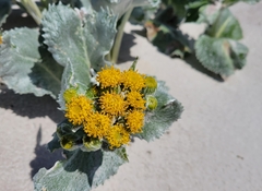 Senecio candidans