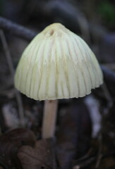 Marasmius mbalmayoensis