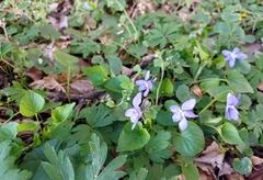 Viola reichenbachiana