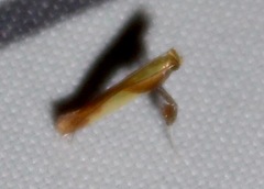 Caloptilia packardella