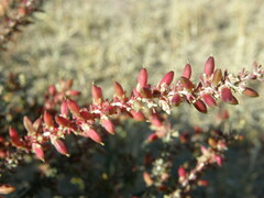 Reaumuria songarica