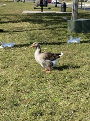 Anser anser domesticus