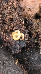 Geophilomorpha