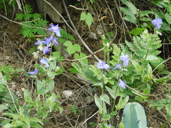Commelina tuberosa