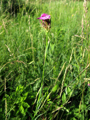 Dianthus membranaceus
