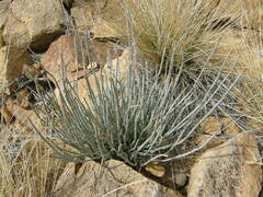 Ephedra