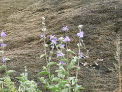 Commelina tuberosa