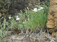 Mandevilla hypoleuca