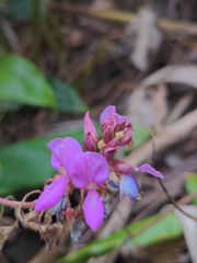 Desmodium intortum
