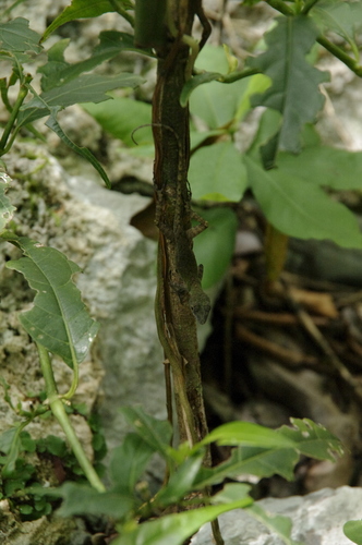 Anolis mestrei