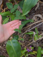 Desmodium intortum