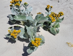 Senecio candidans