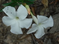 Mandevilla hypoleuca