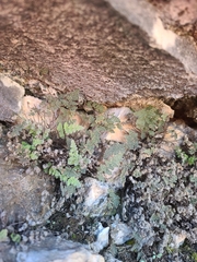 Myriopteris gracilis