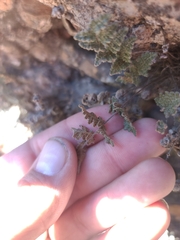 Myriopteris gracilis