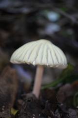 Marasmius mbalmayoensis