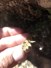 Myriopteris gracilis