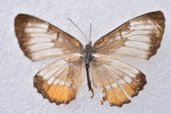 Mestra