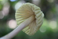 Marasmius mbalmayoensis
