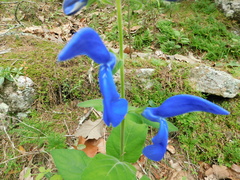 Salvia patens