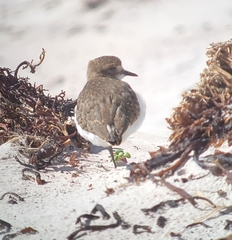 Charadrius falklandicus