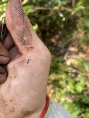 Xenomyrmex floridanus