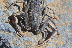 Hottentotta gentili