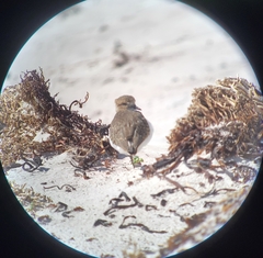 Charadrius falklandicus