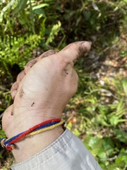 Xenomyrmex floridanus