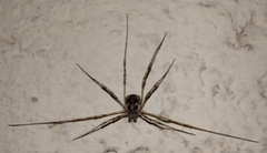 Phalangiinae