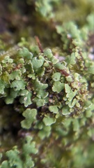 Cladonia pocillum