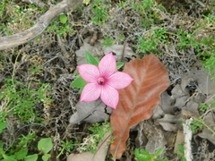 Spigelia scabrella