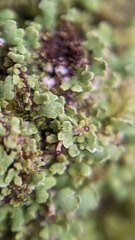Cladonia pocillum