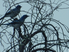 Aphelocoma wollweberi