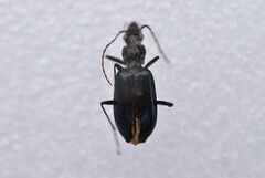 Dyscolus