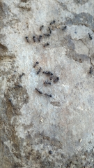 Iberoformica subrufa